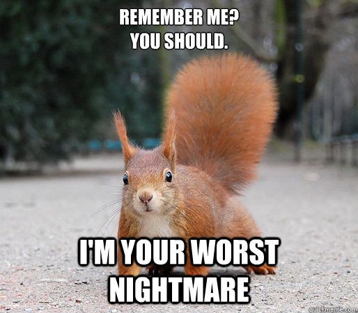 squirrel nightmare memes